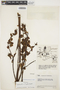 Cyrtopodium punctatum (L.) Lindl., VENEZUELA, J. A. Steyermark 56298, F