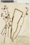 Cyrtopodium punctatum (L.) Lindl., ARGENTINA, S. Venturi 5099, F