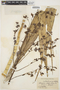 Cyrtopodium punctatum (L.) Lindl., BRAZIL, B. E. Dahlgren, F