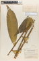 Zamia variegata image