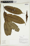 Herbarium Sheet V0414867F