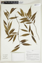 Herbarium Sheet V0414868F