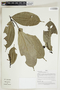 Herbarium Sheet V0414871F