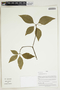 Herbarium Sheet V0414883F