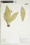 Herbarium Sheet V0414884F