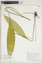Herbarium Sheet V0414885F