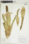 Herbarium Sheet V0414899F