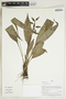 Herbarium Sheet V0414901F