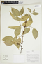 Herbarium Sheet V0414905F