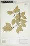 Herbarium Sheet V0414906F