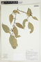Herbarium Sheet V0414908F