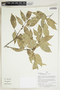 Herbarium Sheet V0414909F