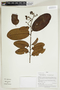 Herbarium Sheet V0414915F