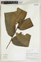 Herbarium Sheet V0414919F