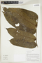Herbarium Sheet V0414920F