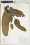 Herbarium Sheet V0414921F