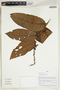 Herbarium Sheet V0414922F