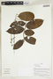 Herbarium Sheet V0414923F