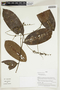 Herbarium Sheet V0414924F