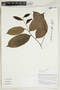 Herbarium Sheet V0414925F