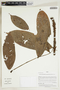 Herbarium Sheet V0414933F