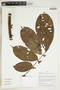 Herbarium Sheet V0414934F