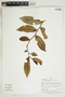 Herbarium Sheet V0414981F