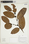 Herbarium Sheet V0414987F
