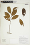 Herbarium Sheet V0414988F