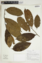 Herbarium Sheet V0414989F