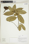 Herbarium Sheet V0414993F