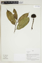 Herbarium Sheet V0414994F