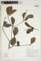 Herbarium Sheet V0415003F