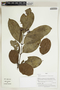 Herbarium Sheet V0415054F