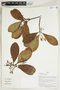 Herbarium Sheet V0415056F
