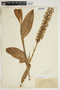 Platanthera psycodes image