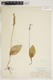 Galearis rotundifolia image