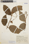 Mandevilla glandulosa (Ruíz & Pav.) Woodson, Peru, J. J. Soukup 3846, F