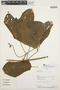 Pleonotoma variabilis (Jacq.) Miers, PERU, A. H. Gentry 76771, F
