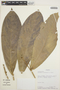 Schlegelia chocoensis A. H. Gentry, COLOMBIA, A. H. Gentry 48339, F