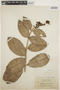 Schlegelia violacea (Aubl.) Griseb., BRITISH GUIANA [Guyana], J. S. de la Cruz 2305, F