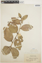 Schlegelia violacea (Aubl.) Griseb., BRITISH GUIANA [Guyana], J. S. de la Cruz 3253, F