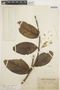 Schlegelia violacea (Aubl.) Griseb., BRITISH GUIANA [Guyana], A. C. Persaud 87, F