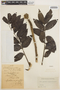 Spathodea campanulata P. Beauv., COLOMBIA, Hermano Elias 1193, F