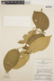 Stizophyllum inaequilaterum Bureau & K. Schum., PERU, J. Schunke Vigo 1589, F