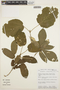 Stizophyllum inaequilaterum Bureau & K. Schum., PERU, J. Salick 7029, F