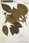 Stizophyllum riparium (Kunth) Sandwith, PERU, C. Díaz S. 7818A, F