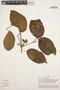 Stizophyllum riparium (Kunth) Sandwith, PERU, A. H. Gentry 29443, F
