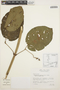 Stizophyllum riparium (Kunth) Sandwith, PERU, J. A. McCann 104, F