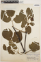 Stizophyllum riparium (Kunth) Sandwith, PERU, J. Schunke Vigo 315, F